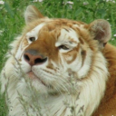 naerrel's avatar