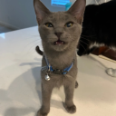gulrrrr's avatar