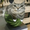 tzze1's avatar
