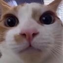 currygoblin's avatar