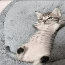 fedkitty's avatar