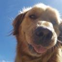 pprocko's avatar