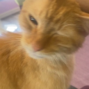 cutekitty1337.'s avatar