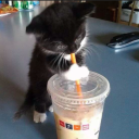 jumpercat's avatar