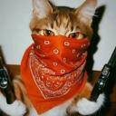 .vxqrl.'s avatar