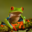 informedfroglavrai's avatar