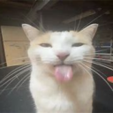 voxpov's avatar
