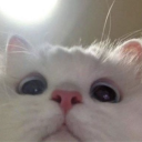 berkealtintass's avatar