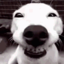 limadobalacubaco's avatar