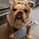 dxq00's avatar