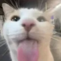 53xskibidi's avatar