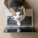 lechatdeschats's avatar